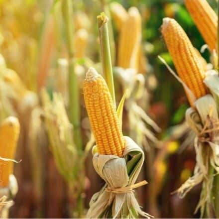 9 Crucial Leaky Gut Foods to Avoid - FWDfuel Sports Nutrition